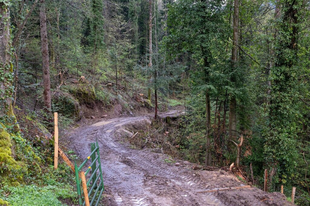 Aus Wanderweg wird im Schutzgebiet eine breite Waldstrasse – jetzt gibts Kritik