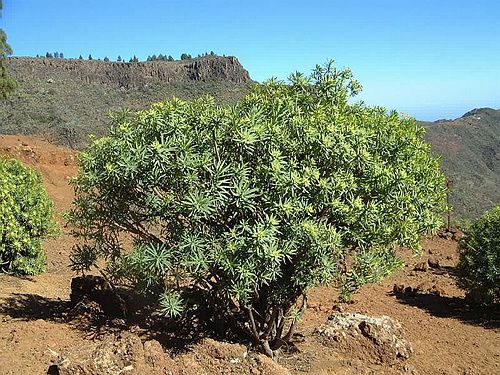 GranCanaria072.JPG